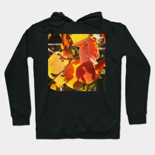 Autumn colour Hoodie